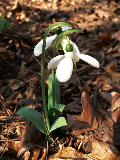 {Galanthus nivalis}